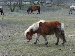 tkaniny pościelowe